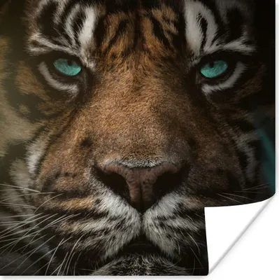 Produktbild von MuchoWow® Poster Dschungel - Tiger - Wilde Tiere 75x75 cm - Wand Dekoration