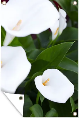 Produktbild von MuchoWow® 60x90 cm Outdoor-Poster Gartendeko Sichtschutz Garten Poster für den Garten  Weiße Calla-Blüten zwischen grünen Blättern