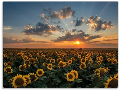 Produktbild von Wallario Glasunterlage, Schneidebrett aus Glas, Größe 30 x 40 cm, Motiv Sonnenblumenwiese vor Wolken mit Sonnenuntergang