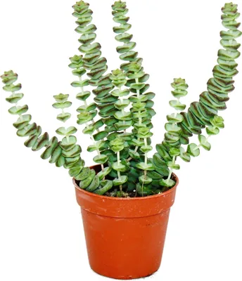 Produktbild von Sukkulente - Crassula Hottentot - Felsen-Dickblatt -  im 8,5cm Topf