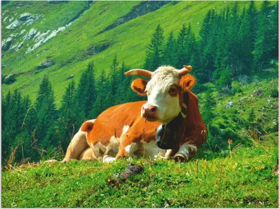 Produktbild von ARTland Wandbild Alu für Innen & Outdoor Kuh auf der schweizer Alm Größe: 40x30 cm