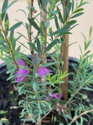 Produktbild von Prächtige Honigmyrthe - Melaleuca nesophila