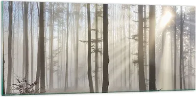 Produktbild von Bilder auf glas - Wald Baum Natur - 120x50cm - Glasbilder - Wandbilder - Kunstdruck - zum Aufhängen bereit - Wanddekoration aus Glas - Glas Bilder - Wandbild auf Glas - Einteilig - GAB120x50-3749