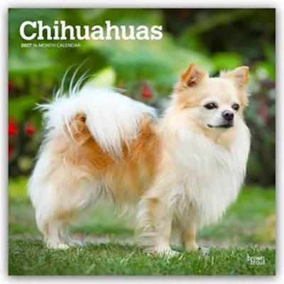 Obrázek produktu pro Kalendář pro psy plemene Chihuahua na rok 2027 (formát 16měsíční kalendář)