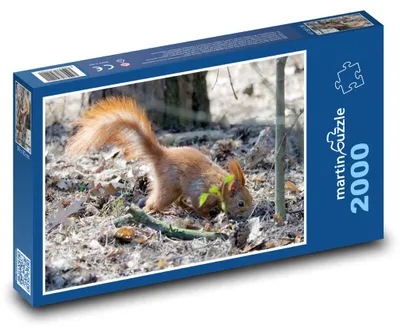 Zdjęcie produktu dla martinpuzzle - Puzzle 2000 - Veverka