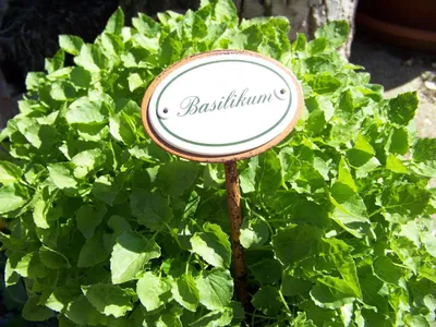 Produktbild von Basilikum Pflanzenstecker Pflanzenstäbe Kräuter-Sorten Kräutergarten