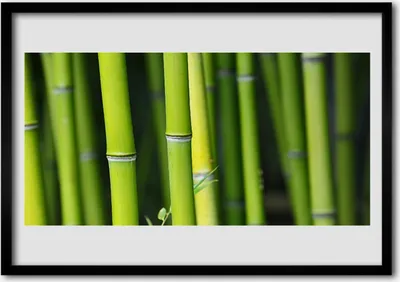 Produktbild von Bild 100x70 MDF-Rahmen Wandkunst Natur Bambuspflanze
