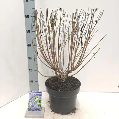 Imagen del producto de Caryopteris cland. Grand Bleu® ('Inoveris'PBR) - Bartblume | 50-60 cm en maceta