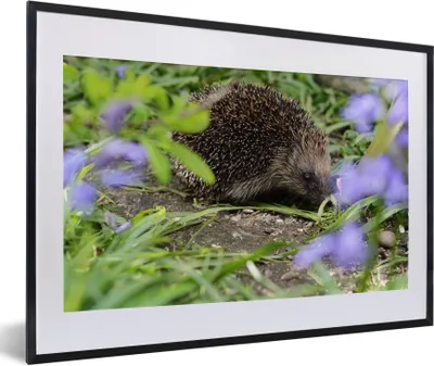Produktbild von MuchoWow® Gerahmtes Poster Igel hinter Blumen 60x40 cm - Poster mit Schwarzem Bilderrahmen Wandposter Rahmen Foto Bilder - Schlafzimmer - Plakat in Rahmen - Drucken
