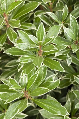 Produktbild von Pieris japonica 'Little Heath', Japanische Lavendelheide, 20–25 cm