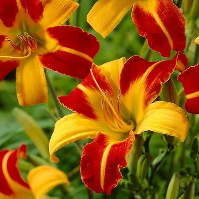 Immagine prodotto di 6 x Hemerocallis  - Hemerocallis 'Frans Hals'  | Vaso 9 cm x 9 cm