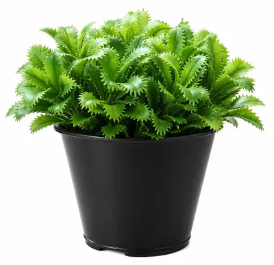 Produktbild von Kunstpflanze Kaktus im schwarzen Zinktopf 11 cm Dekopflanze