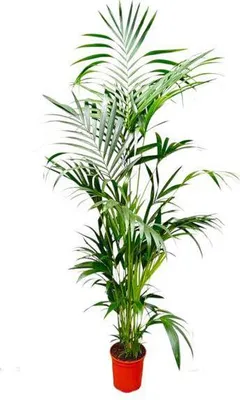 Produktbild von Kentia-Palme Howea Forsteriana Ø24cm ↕200cm Tropische Zimmerpalme Zimmerpflanze