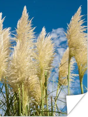 Produktbild von MuchoWow® Poster Pampasgras - Pflanze - Natur 90x120 cm - Wohnzimmer