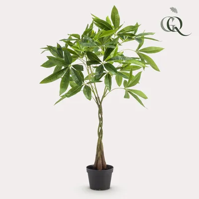 Produktbild von Kunstpflanze - Pachira Aquatica - Geldbaum - 90cm