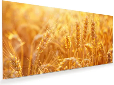 Produktbild von Glasbild 60x30cm in XXL für Wohnzimmer, Schlafzimmer Motiv Weizenfeld Sonnenuntergang