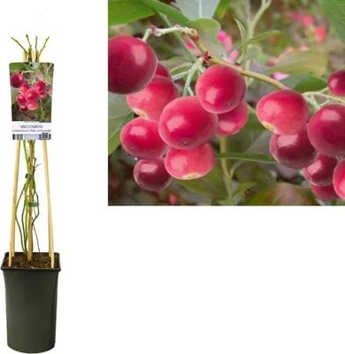 Produktbild von Heidelbeere ‘Pink Lemonade’ ® – Rosa Blaubeere, Vaccinium corymbosum, Obststrauch ca. 30 cm im Topf, winterhart