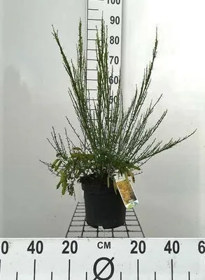 Zdjęcie produktu dla Cytisus (s) 'Vanesse' - Cytisus (S) 'Vanesse' 40- 60 cm Pojemnik