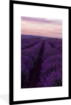 Produktbild von MuchoWow® Gerahmtes Poster Lavendel - Lila - Blumen - Natur 60x90 cm - Poster mit Schwarzem Bilderrahmen Wandposter Rahmen Foto Bilder - Dekoration - Wandposter Wohnzimmer - Hochwertig