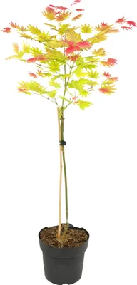A potted Japanese Maple tree with green, yellow, and red leaves, supported by two stakes.