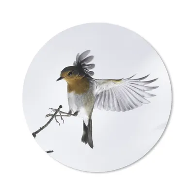 Produktbild von MuchoWow® Mauspad Mousepad Nahaufnahme Vogel 20x20 cm - Mousepads - Maus Mat - Pad - Mausunterlage - Schreibtischmatte