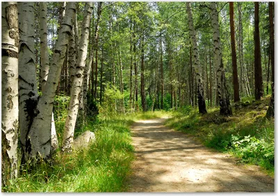 Produktbild von Tulup® Leinwandbild - 100x70 cm - Wandkunst - Drucke auf Leinwand - Leinwanddruck  - Landschaften - Grün - Pfad im Wald