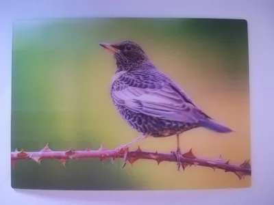Produktbild von 3 D Ansichtskarte Alpenringdrossel, Postkarte Wackelkarte Hologrammkarte, Tier Vogel Vögel