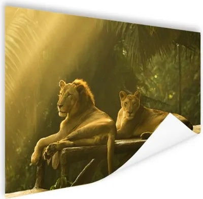 Produktbild von MuchoWow® Poster Löwen - Dschungel - Sonne 120x90 cm - Wandbild