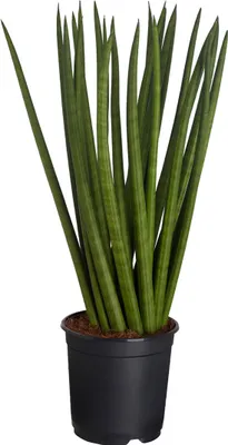 Produktbild von Dehner Bogenhanf, sortierte Ausführung, ca. 30-40 cm, Ø Topf 14 cm, Zimmerpflanze