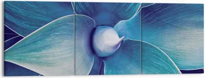 Produktbild von Bild auf Leinwand - Leinwandbild - 3 Teile - Agave Blau Blume - 150x50cm - Wand Bild - Wanddeko - Wandbilder - Leinwanddruck - Bilder - Wanddekoration - Leinwand bilder - Wandbild - CA150x50-4972