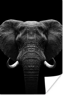 Produktbild von MuchoWow® Poster Tiere - Elefant - Porträt - Schwarz - Weiß 120x180 cm - Kunstposter