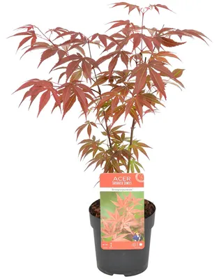 Produktbild von Acer Palmatum Atropurpureum, Japanischer Ahorn, 20-30 cm, Topf 10,5 cm