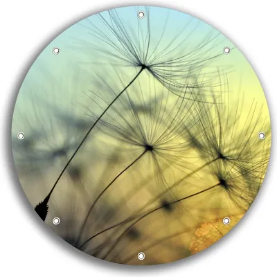 Produktbild von Wallario rundes Outdoor-Poster für Garten oder Balkon, Motiv Samen der Pusteblume in Nahaufnahme vor blauem Himmel, 30 cm Durchmesser