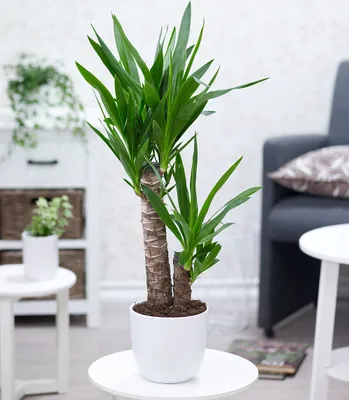 Produktbild von BALDUR Garten 1x Yucca Palme ca. 65-75 cm hoch, Pflanze im 17 cm-Topf, Zimmerpalme, Zimmerpflanze, Grünpflanze, mehrjährig - frostfrei halten, pflegeleicht, Wasserbedarf gering, Yucca elephantipes