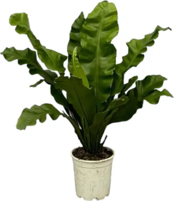 Produktbild von Trendyplants - Asplenium Nidus - Farn - Zimmerpflanze - Höhe 70-90 cm - Topfgröße Ø21cm