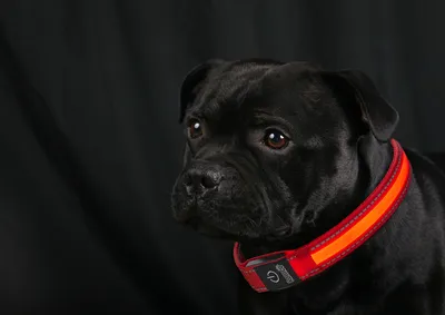 Produktbild von LED Hundehalsband in Größe M in Rot mit Akku und Blinkfunktion 3-6 Stunden
