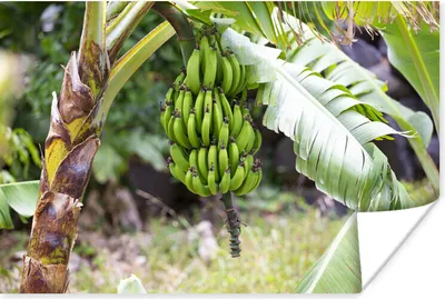 Produktbild von MuchoWow® Poster Banane - Pflanze - Baum 120x80 cm - Bilder