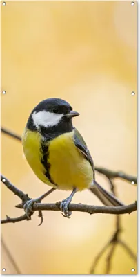 Produktbild von MuchoWow® 80x160 cm Outdoor-Poster Gartendeko Sichtschutz Garten Poster für den Garten  Kohlmeise - Zweig - Vogel - Tiere