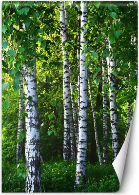 Produktbild von Vlies fototapete Birkenwald 150x210 cm Feeby Grün inkl. Kleber einfache Montage