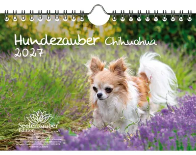 Produktbild von Hundezauber Chihuahua DIN A5 Kalender für 2027 Welpen und Hunde - Seelenzauber