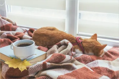 Produktbild von Wallario Poster - Schlafende Katze beim Kaffeekränzchen, Kunstdruck Größe: 100 x 150 cm