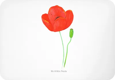 Produktbild von Mr. & Mrs. Panda magnet Blume Mohnblume - Weiß - Geschenk, Garten, rechteckmagnet, Selbstliebe, Respekt, holzmagnet, Religion, whiteboardmagnet, Notizhalter, Motivation