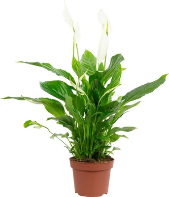 Produktbild von Einblatt mit 3-5 Blüten/Knospen - Luftreinigendes Spathiphyllum - ca. 45 cm hoch, Topf-Ø 13 cm