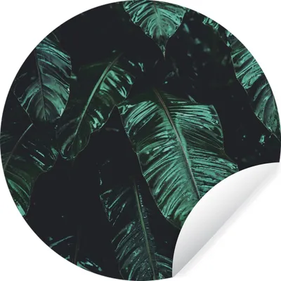 Produktbild von MuchoWow® Runde Wandtattoo - Wandsticker Tapete Aufkleber Dschungel - Palme - Blätter - Tropisch Ø 30 cm Selbstklebend und Repositionierbar - Wandaufkleber - Kreis - Wandbild - Fototapete - Selbstklebend - Dekoration - Wandschmuck - Schlafzimmer