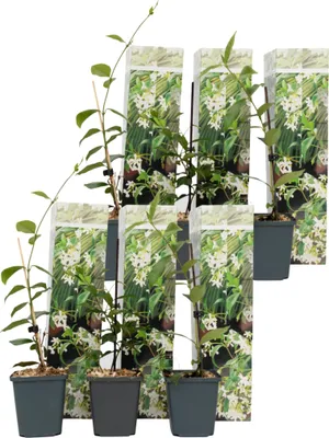 Image de Jasmin étoilé - Set de 6 - Trachelospermum jasminoides - Hauteur 25-40cm - ⌀9cm