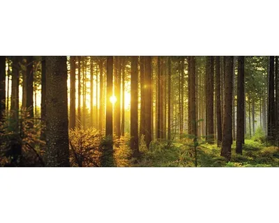 Produktbild von Glasbild Sun & Forest I GLA2016 80x30 cm