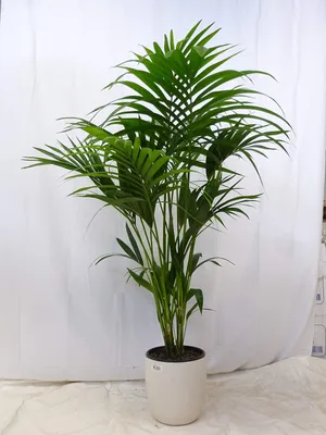 Produktbild von [Palmenlager] Howea forsteriana - Kentia Palme - 140 cm / Zimmerpflanze - Zimmerpalme