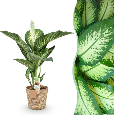 Produktbild von Green boutiQ - Zimmerpflanzen - Diefenbachia Tropic Snow - Dieffenbachia - Wenig Pflege - mit Korb - Bunt - 1 Pflanze - Topf 21cm - Höhe 90-100cm