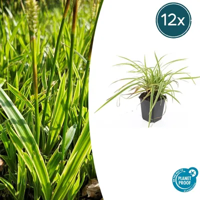 Zdjęcie produktu dla Carex morrowii 'Aureovariegata' | 12 sztuk - 10-25cm - Ø9cm - Roślina ogrodowa