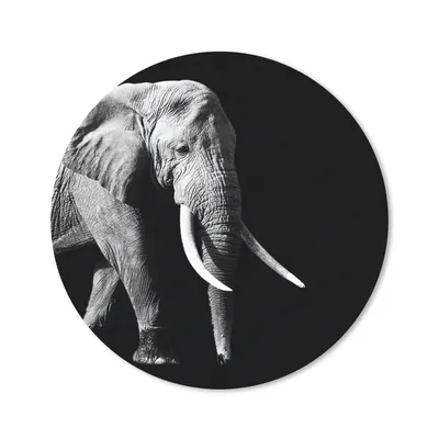 Produktbild von MuchoWow® Mauspad Mousepad Elefant - Zähne - Tiere - Schwarz - Weiß 20x20 cm - Mousepads - Maus Mat - Pad - Mausunterlage - Schreibtischmatte